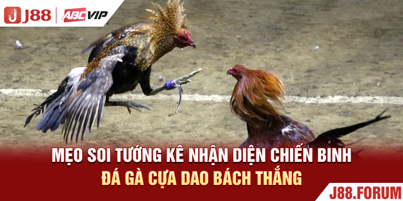 Đá Gà Cựa Dao - Trận Chiến Sinh Tử Gay Cấn Từng Giây Phút Mẹo soi tướng kê nhận diện chiến binh đá gà cựa dao bách thắng